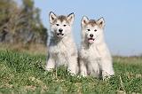 ALASKAN MALAMUTE 134